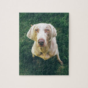Puzzle Weimaraner intenso
