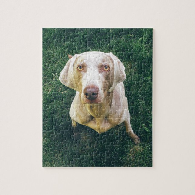 Puzzle Weimaraner intenso (Vertical)