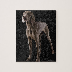 Puzzle Weimaraner, toma de estudio