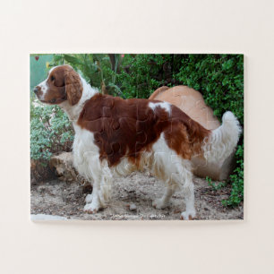 Puzzle Welsh Springer Nuestro Mascota familiar