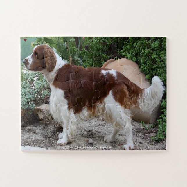 Puzzle Welsh Springer Nuestro Mascota familiar (Horizontal)