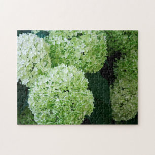 Puzzle White Annabelle Hydrangeas