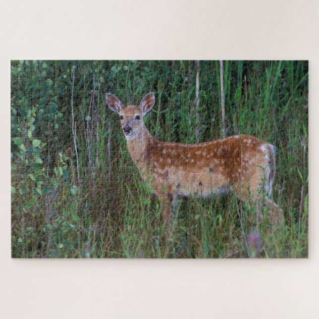 Puzzle White-tailed Deer | National Bison Range Montana (Horizontal)
