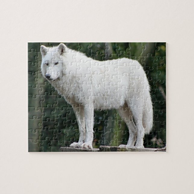 Puzzle White Wolf majestuoso que vigila ámbito (Horizontal)