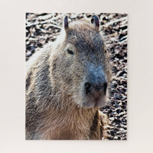 PUZZLE WILD ANIMAL CAPYBARA