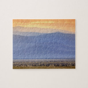 Puzzle Wildebeest durante la migración, Connochaetes