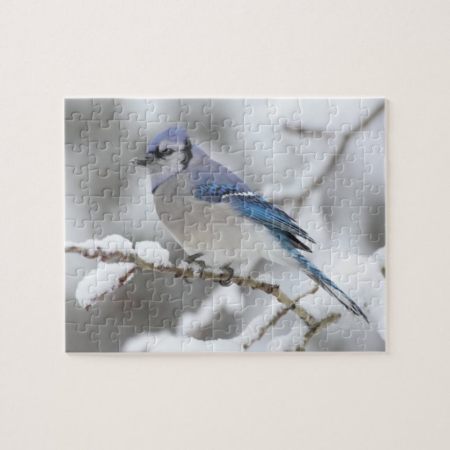 Puzzle Willife Puzzle-Blue Jay (Horizontal)