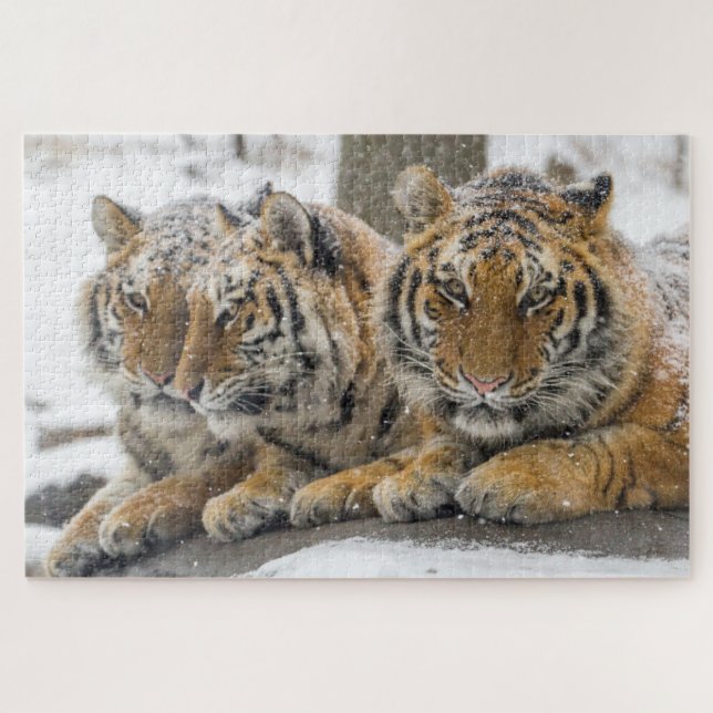 Puzzle Winter Tigers Cuddle in Snow (Horizontal)