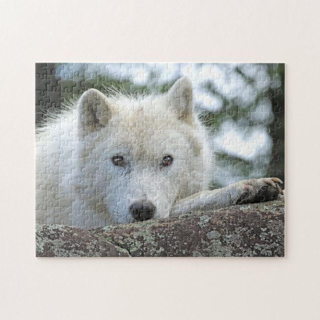 Puzzle WOLF ÁRTICO DE 11x14 PULGADAS (Horizontal)