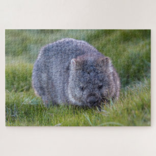 Puzzle Wombat asombroso en la Australia del Hierro, 1014 