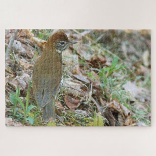 Puzzle Wood Thrush