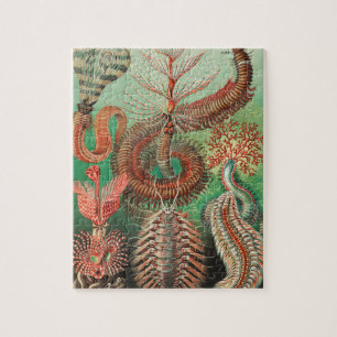 Puzzle Worms, Annelids Chaetopoda por Ernst Haeckel