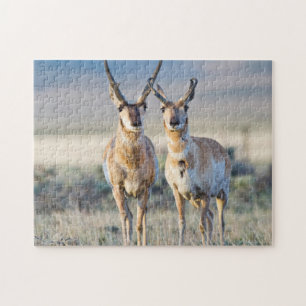 Puzzle Wyoming, condado de Sublette, machos de berrendo