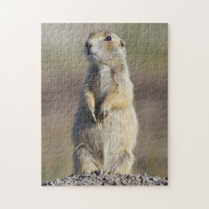 Puzzle Wyoming, condado de Sublette, perrito de la prader