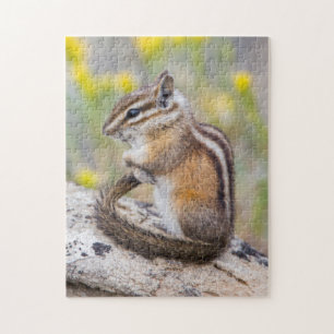 Puzzle Wyoming, condado de Sublette, Tamias minimus
