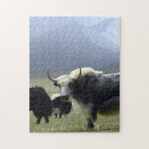 Puzzle Yaks, nómadas de Himalayas - Tíbet/Ladakh