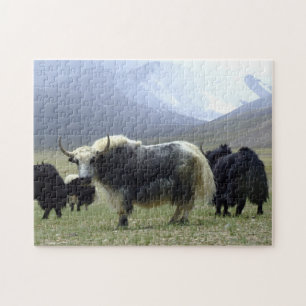 Puzzle Yaks, nómadas de Himalayas - Tíbet / Yak Ladakh