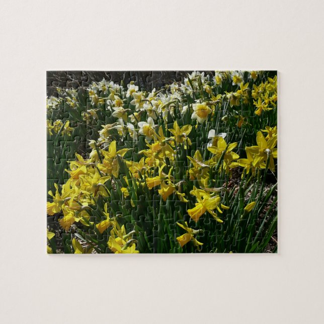 Puzzle Yellow and White Daffodils Spring Flowers (Horizontal)