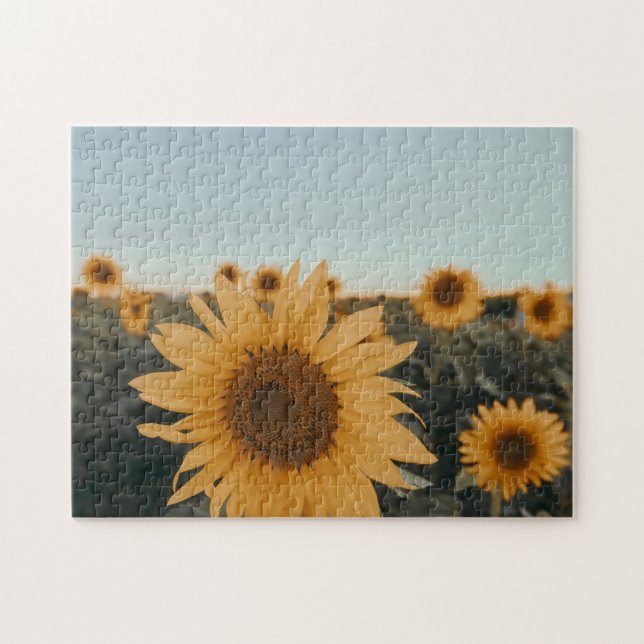 Puzzle Yellow Hardy Sunflower Best Sunflower Photos (Horizontal)