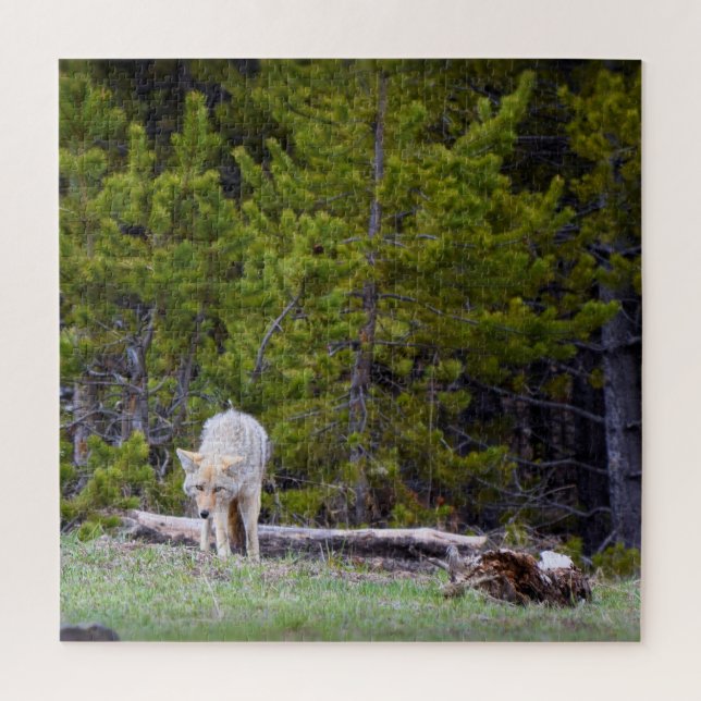 Puzzle Yellowstone - Curioso Coyote - 20x20 - 676 pcs. (Vertical)