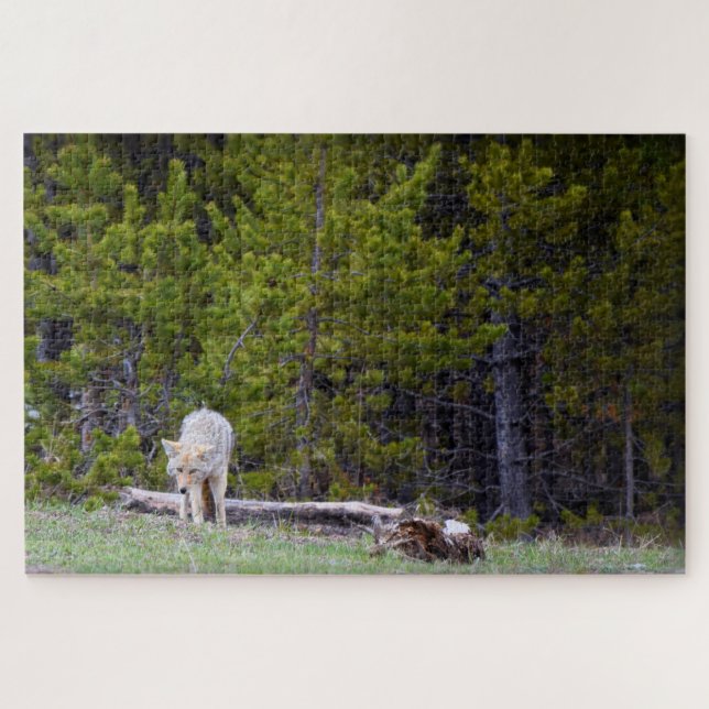 Puzzle Yellowstone - Curioso Coyote - 20x30 - 1014 pcs. (Horizontal)