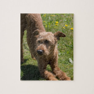 Puzzle Yoga de Terrier irlandés