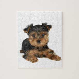 Puzzle Yorkie agradable
