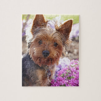 Puzzle Yorkshire Terrier