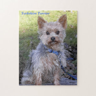 Puzzle Yorkshire Terrier