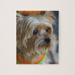 Puzzle Yorkshire Terrier rubio