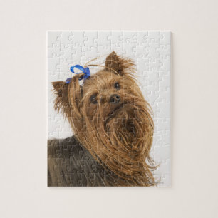 Puzzle Yorkshire Terrier / Yorkie. Animada raza de