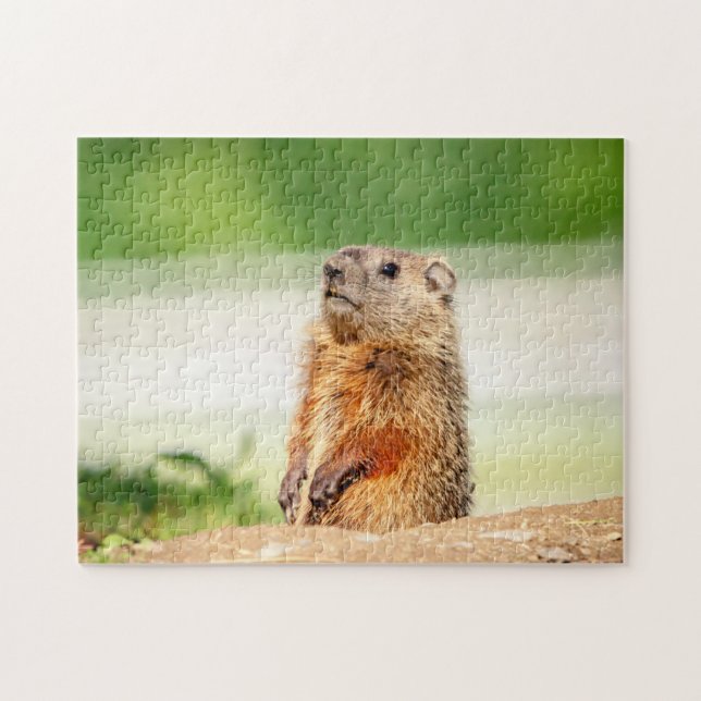 Puzzle Young Groundhog (Horizontal)