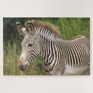 Puzzle Zebra Juvenil