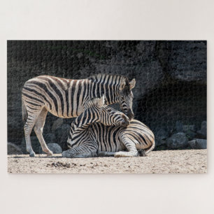 Puzzle Zebras