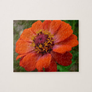 Puzzle Zinnia Naranja Flor Silvestre Naturaleza Floral