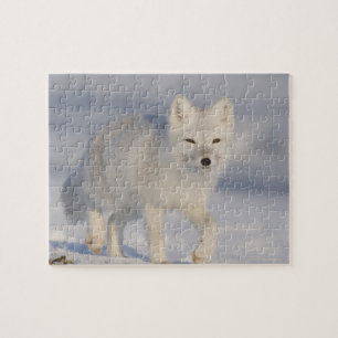 Puzzle Zorro ártico, Alaska