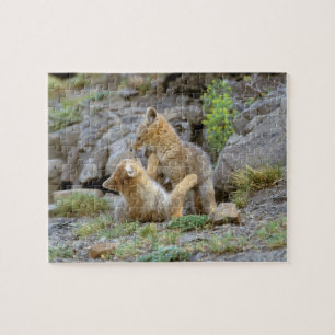 Puzzle Zorro gris sudamericano (Lycalopex griseus) par 2