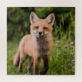 Puzzle Zorro rojo curioso