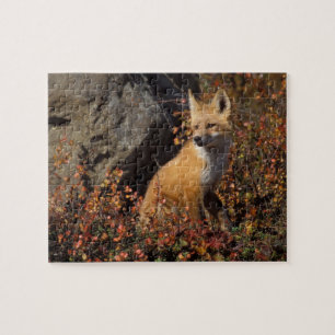 Puzzle zorro rojo, Vulpes vulpes