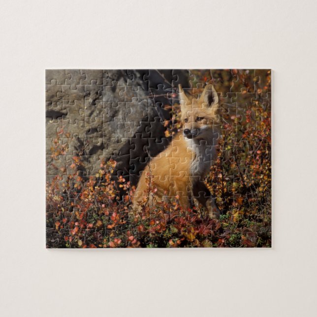 Puzzle zorro rojo, Vulpes vulpes (Horizontal)