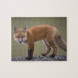 Puzzle zorro rojo, Vulpes vulpes, a lo largo del centro N