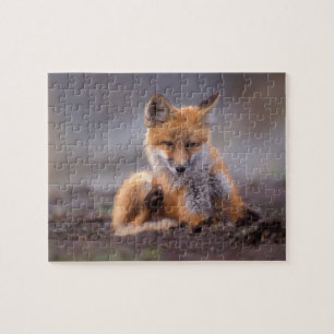 Puzzle zorro rojo, Vulpes vulpes, cachorro rascándose,