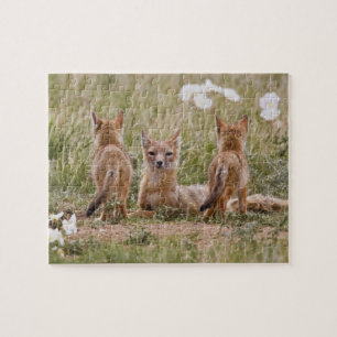 Puzzle Zorro veloz (Vulpes velox) hembra con crías en