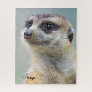Puzzles Meerkat