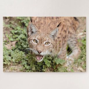Puzzles Photo lynx , animales.