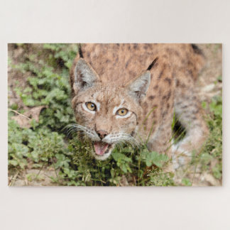 Puzzles Photo lynx , animales.