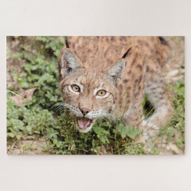 Puzzles Photo lynx , animales. (Horizontal)