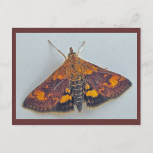 Pyrausta orphisalis Polilla Nariz de Pico Tarjeta 