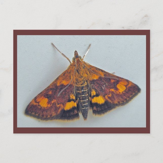 Pyrausta orphisalis Polilla Nariz de Pico Tarjeta  (Anverso)