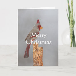 Pyrrhuloxia en una rama, Felices Navidad